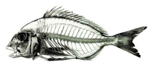 Schermata 2016-03-14 alle 10.23.56